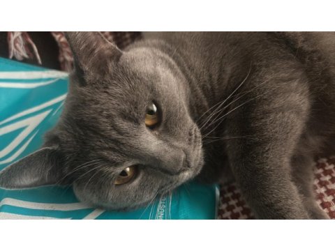 British shorthair erkek