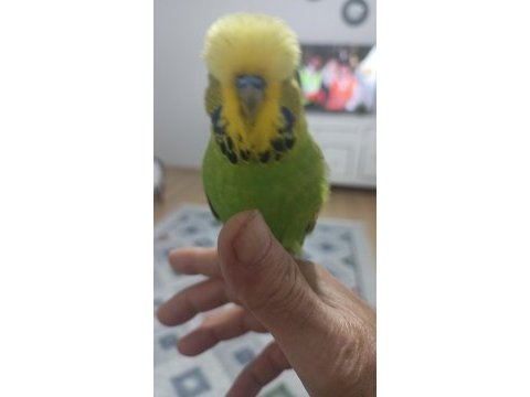 Konuşan muhabbet kuşu