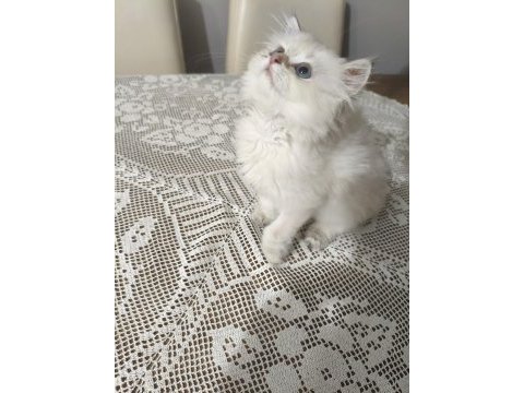 British longhair silver point