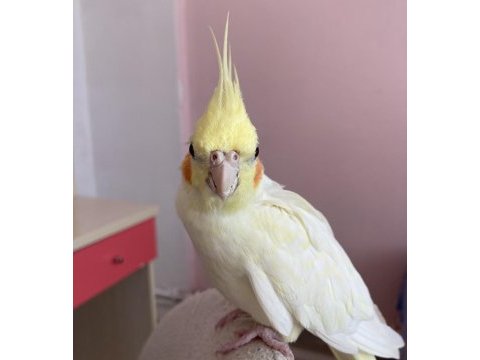 Aciliyetten verilecek sultan papağanı