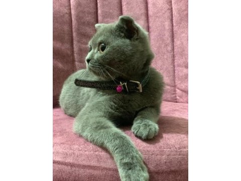 Sevimli dostumuza sıcak yuva scottish fold