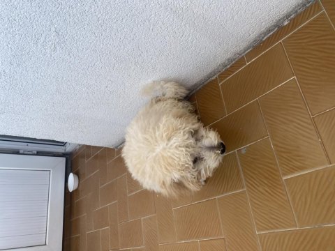 Erkek 2 aylık poodle