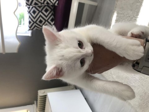 4,5 aylık british longhair yavrumuz