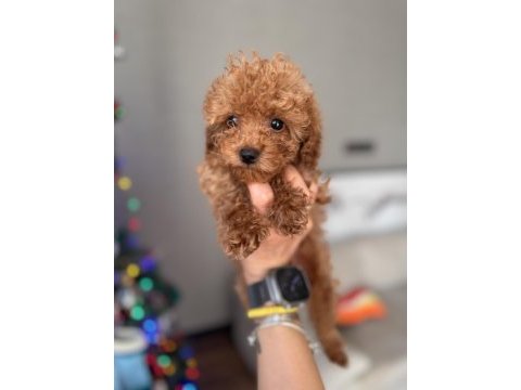 Tuvalet eğitimli red toy poodle yavrular antalya