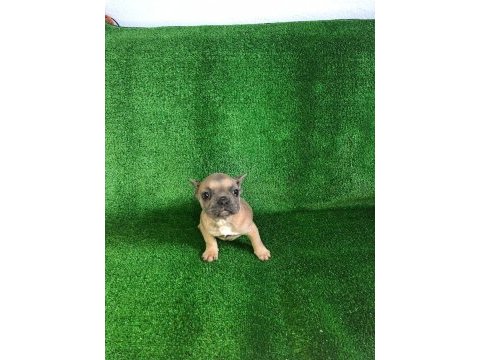 Blue fawn french bulldog bebeğimiz yeni yuvasını arıyor