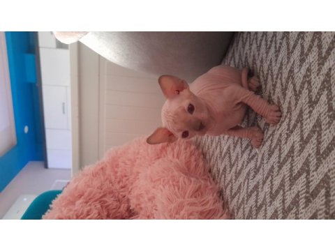 Die besten sphynx der welt
