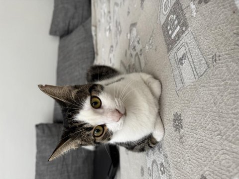 8 aylık kısır dişi kedimiz
