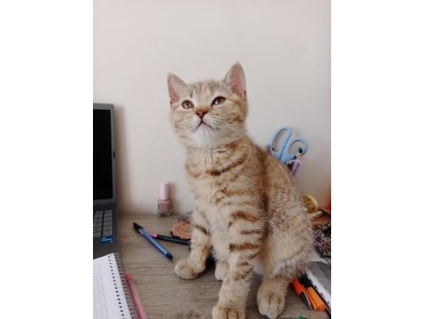 Kedimiz güneş hanım