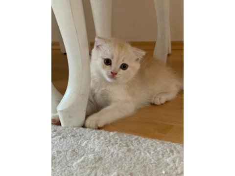 Scottish fold erkek