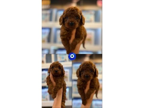 Erkek kore poodle