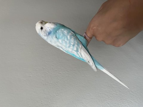 Jumbo kuş