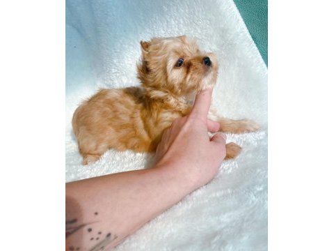 Safkan antiallerjik morkie yavrularımız