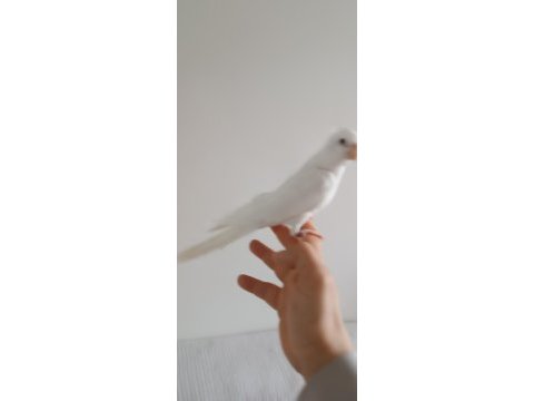 Evcil erkek albino sultan papağanı