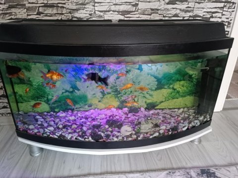 Akvaryum ve balık