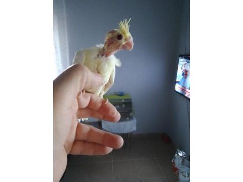Sağlıklı sultan papağanı