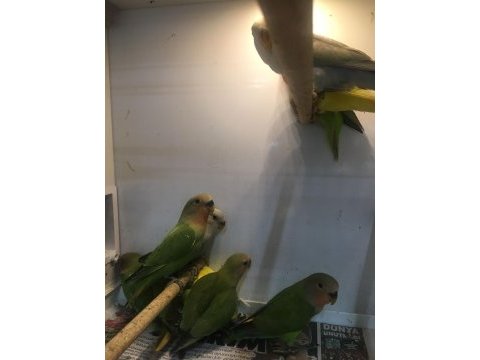 Sevda (cennet) papağanları