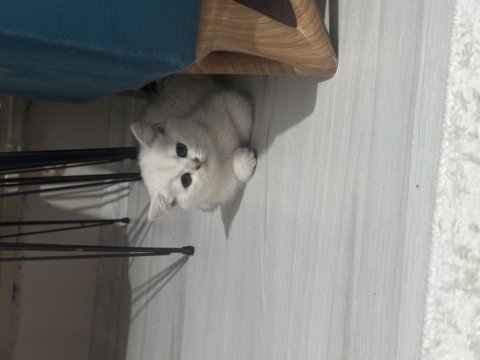British shorthair dişi kedimiz