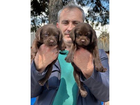 Labrador yavrularımız ruhsatlı çiftliğimizden