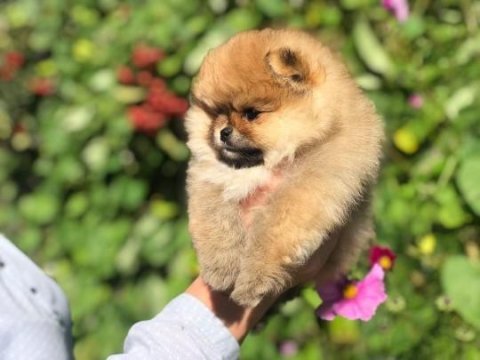 Teddy bear pomeranian yavruları