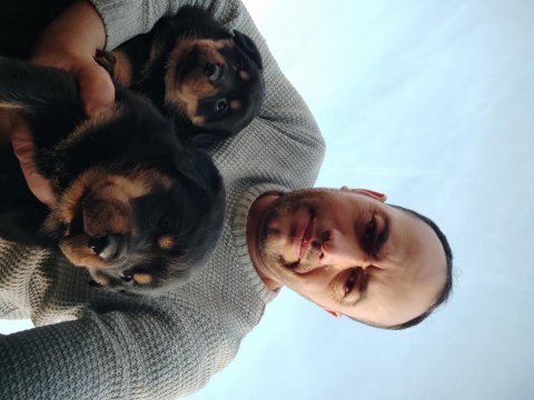 Yavru rottweiler