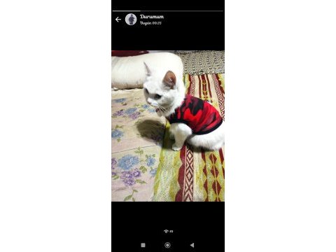 British shorthair 1 yaşında