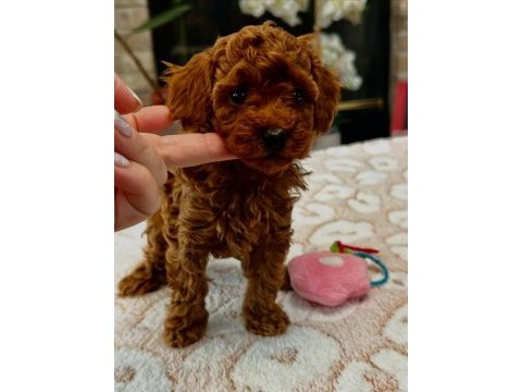 Irkının en güzeli toy poodle 