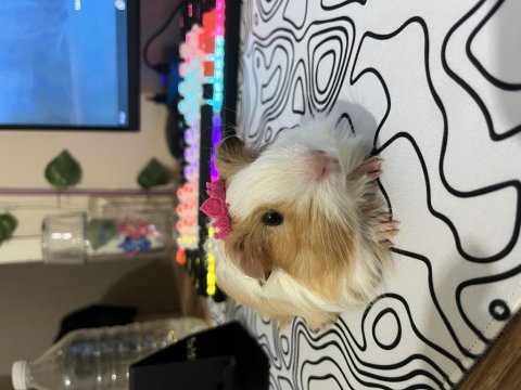 4 aylık erkek guinea pig