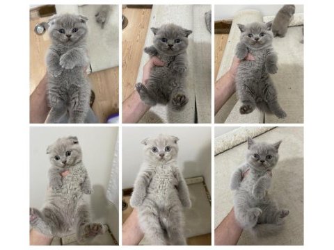 Tatlı surat scottish fold yavrular