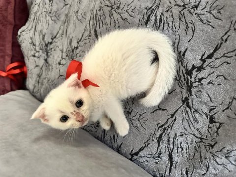 1.5 aylık scottish fold yavru kedimiz