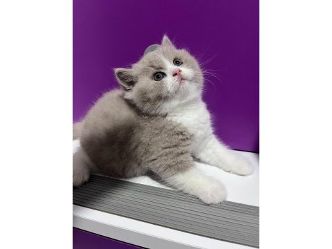 Asil duruşlu fawn bicolor yakışıklısı kedimiz
