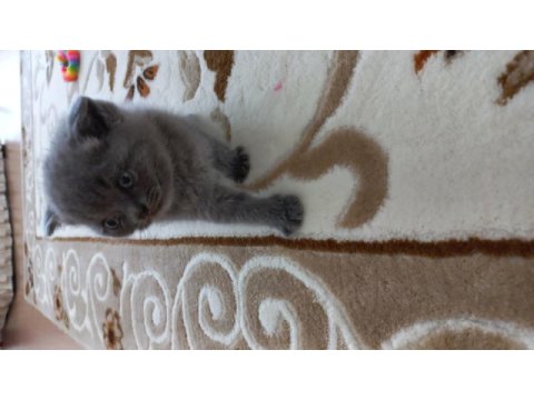 British shorthair yavru kedimiz