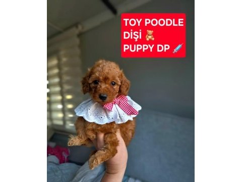 Sağlık ve ırk garantili oyuncak boy poodle yavrularım