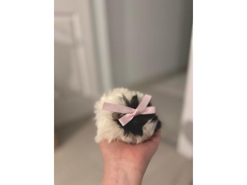Çift guinea pig