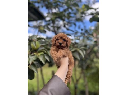 Birbirinden güzel toy poodle bebekler