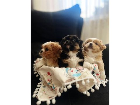 2 erkek 1 dişi köpeğimiz