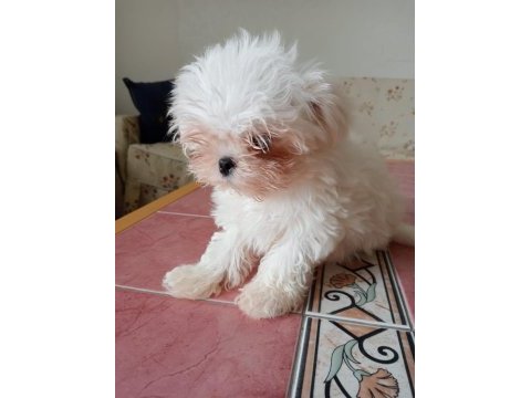 4 aylık erkek yavrular maltese
