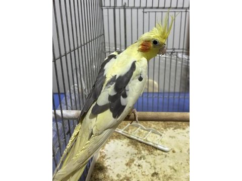 Yavru sultan papağanı kafesi ile birlikte verilecektir