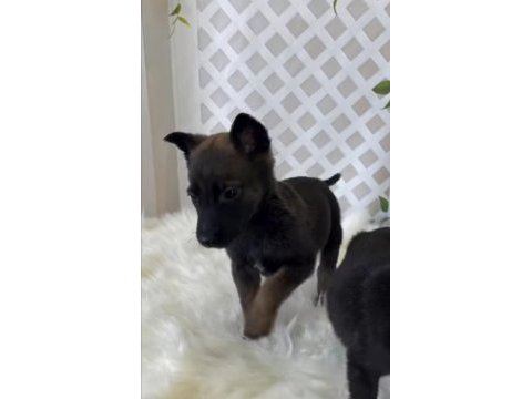 Dünyanın en tatlı bakışlarına sahip malinois burada