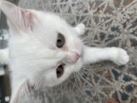 2.5 aylık dişi british shorthair