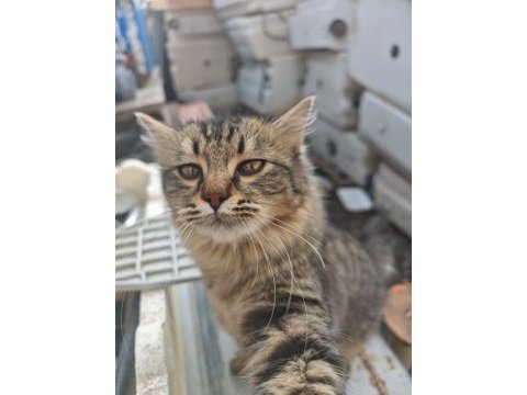 Kedimiz güzel için sıcak yuvasını arıyoruz