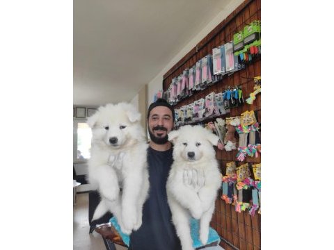 Ayi yavrusu samoyed a kalite ırk