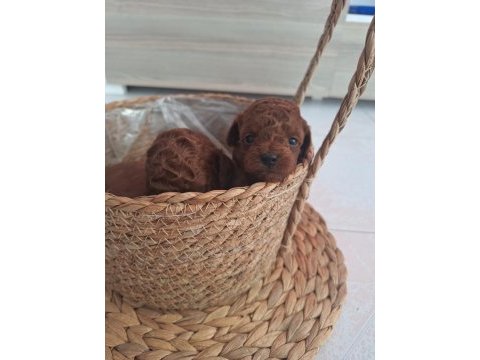 Mınik poodle yavrularımız
