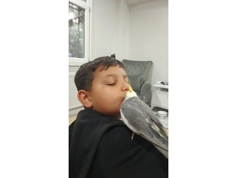 Ev beslemesi kendi evde beslediğim sultan yavrular