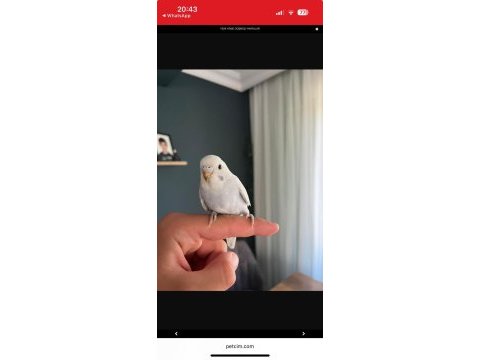 Yeni yeme düşmüş muhabbet kuşu yavrular ve yetişkinler
