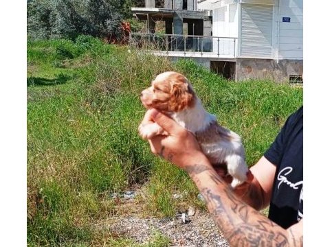 Orijinal 0 numara yavru cavalier king charlesler