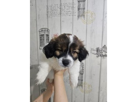 Fino - pomeranian kırması yavrular