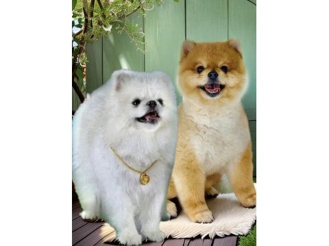 Antalyada pomeranian boo ayı surat yavrular