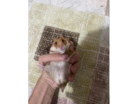Evcil 8 aylık suriye hamster