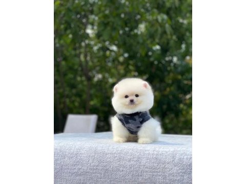 Biblo gibi pomeranian boo yavrularımız