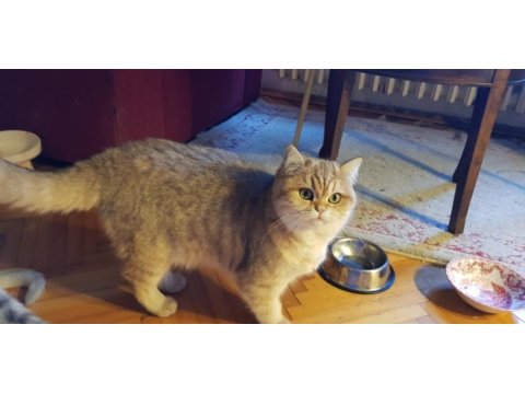 Gözbebeği kedimiz biricik mimi acil sahiplendirilecek